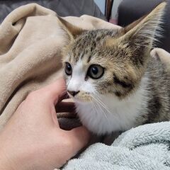 キジ白女の子だと思います。