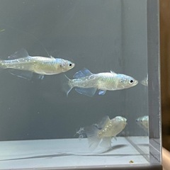 ぴっちゃこメダカ　メダカ販売　6/1の画像