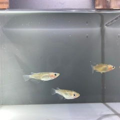 ぴっちゃこメダカ　メダカ販売　6/1の画像