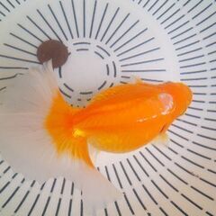 土佐錦魚・土佐錦（土佐金）三歳メス