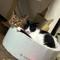 里親募集します