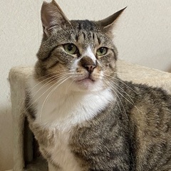 キジ白　男の子　とっても人懐っこい子です