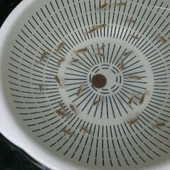 土佐錦魚・土佐錦（土佐金）稚魚30匹程度