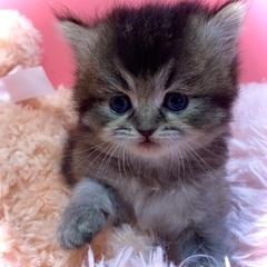 ラガマフィンの女の子✨総額10万円とお得プライスでお迎えできます✨ - 横須賀市