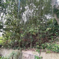6/2(月)8:00〜16:00 松江市橋北　竹などをトラックへ...