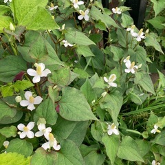 ドクダミチンキやお茶にいかがですか？の画像