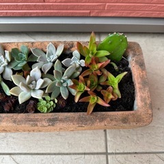 多肉植物  寄せ植えの画像