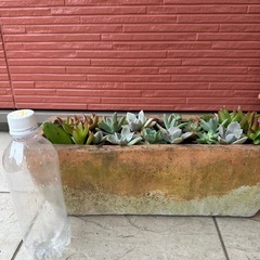 多肉植物  寄せ植えの画像