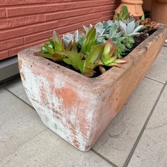 多肉植物  寄せ植えの画像