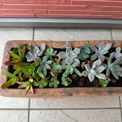 多肉植物  寄せ植えの画像