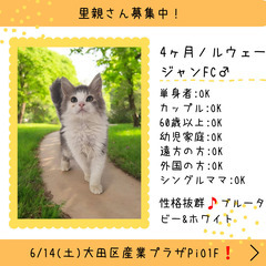 里親募集中！4ヶ月ノルウェージャンフォレストキャット♂(⋈◍＞◡...
