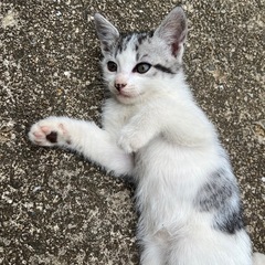 生後1ヶ月 猫の赤ちゃん