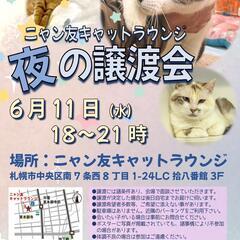 【札幌】ニャン友キャットラウンジ保護猫の"夜の"譲渡会〈6…