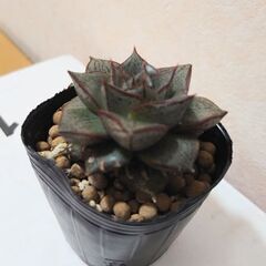 多肉植物　大和錦　