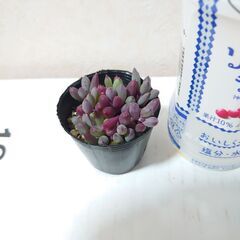 多肉植物　ルビーネックレス　その3