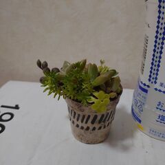 多肉植物　寄せ植え