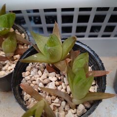 多肉植物　名前不明　その２