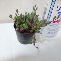 多肉植物　ルビーネックレス　その４