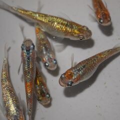 メダカ　完売　ユリシス卵　６０個以上　産卵床付きの画像