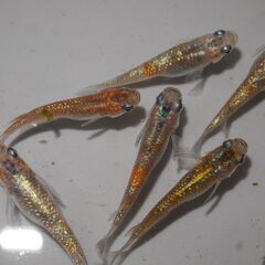 メダカ　完売　ユリシス卵　６０個以上　産卵床付きの画像