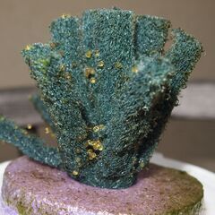 メダカ　完売　ユリシス卵　６０個以上　産卵床付きの画像