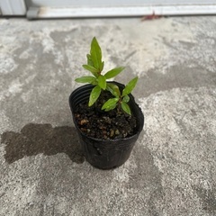 柘榴の幼苗