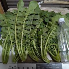 [無農薬]  大根の葉っぱ