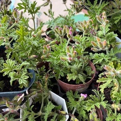 カレンソウ挿し木鉢
