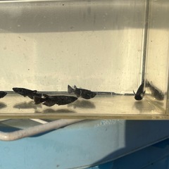 メダカの画像