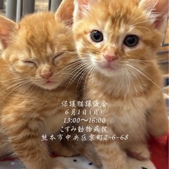 🩷ほごにゃんCOCORO譲渡会のお知らせ🩷