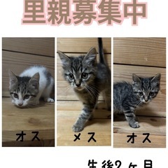 3匹の猫の里親募集🐈