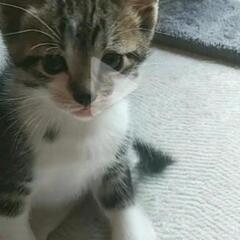 子猫一ヶ月