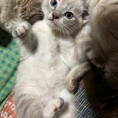 雑種　グレーのメス猫です