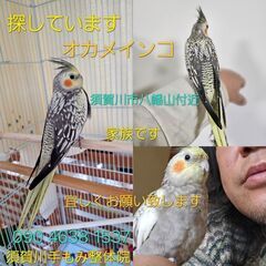 須賀川市 オカメインコが迷子になりました。