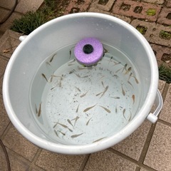 メダカ