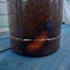 カブトムシ