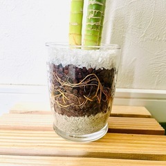 キングバンブー　３本仕立て　観葉植物　ハイドロカルチャーの画像