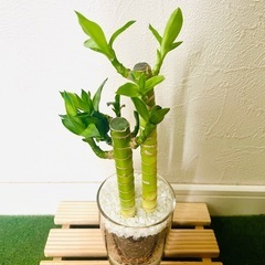 キングバンブー　３本仕立て　観葉植物　ハイドロカルチャーの画像
