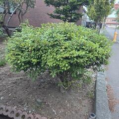ドウダンツツジ
