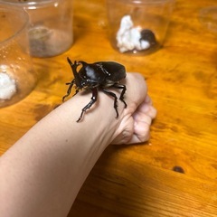 国産カブトムシの画像