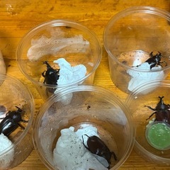 国産カブトムシの画像