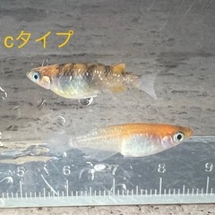 【ゆうメダカ】三色メダカ（W1-01）cタイプ   1ペア900円の画像