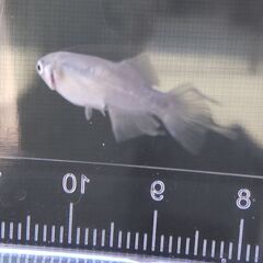 【増量】メダカ スペード 3匹 1000円 【無人販売】