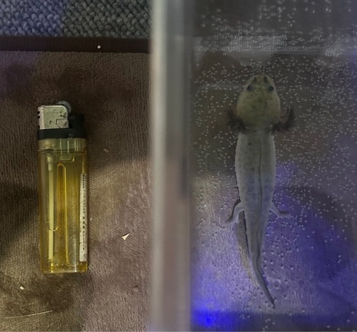 引き取り限定新札幌駅まで 隕石のペンダント 10000円