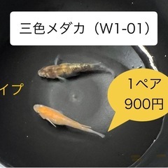 【ゆうメダカ】三色メダカ（W1-01）dタイプ   1ペア900円