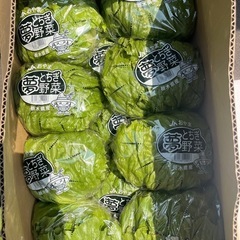 【在庫1】栃木県産🥬レタス