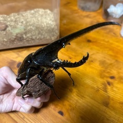ヘラクレスオオカブト成虫 カブトムシの画像