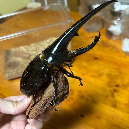ヘラクレスオオカブト成虫 カブトムシ