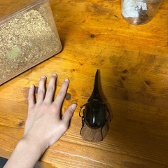 ヘラクレスオオカブト成虫 カブトムシの画像