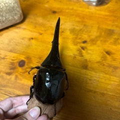 ヘラクレスオオカブト成虫 カブトムシの画像